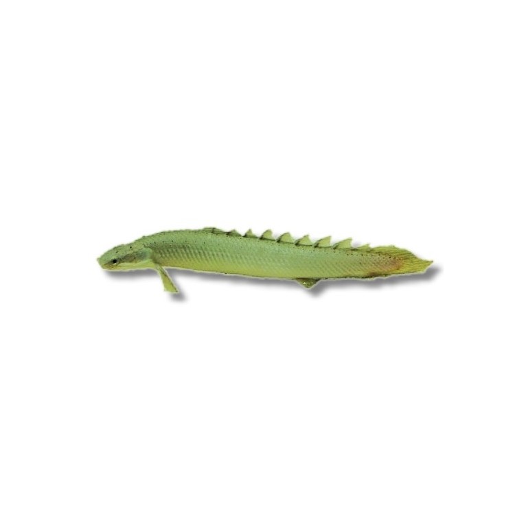 Polypterus senegalus - imagine 3